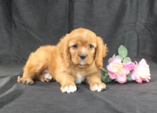 puppy, for, sale, Cavalier King Charles Spaniel, Ivan J. Stoltzfus, dog, breeder, Dornsife, PA, dog-breeder, puppy-for-sale, forsale, nearby, find, puppyfind, locator, puppylocator, aca